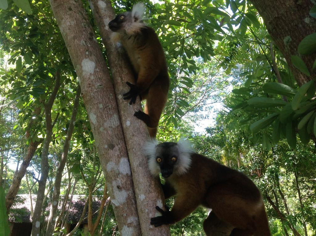 Coco Komba Lodge Nosy Komba 外观 照片